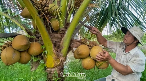 Thu nhập khá từ trồng dừa