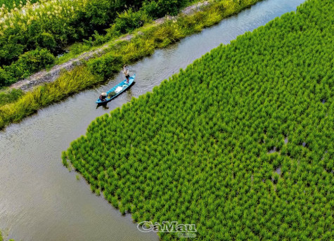 Trở lại Tràm Thẻ Ðông