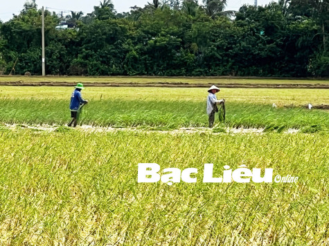 Vụ lúa Tài nguyên năm 2022: Nông dân huyện Vĩnh Lợi cấy hơn 4.000ha lúa