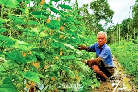 Hăng say lao động ở tuổi 80