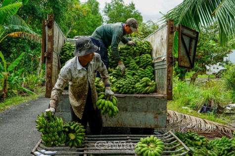 Làm giàu nhờ huê lợi từ rừng