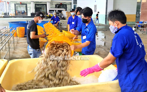 Liên kết sản xuất chuỗi giá trị: Giúp con tôm phát triển ổn định