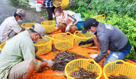 Chỉ đáp ứng 45% nhu cầu tôm giống