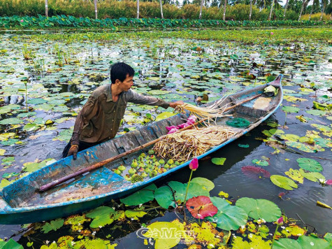 Ðồng sen trên đất Cà Mau