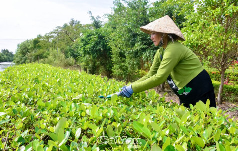 Lá chắn xanh giữ bờ, giữ đất