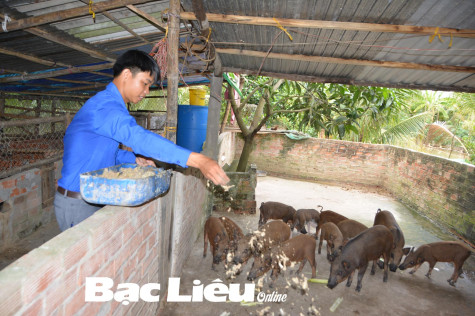 Nuôi heo rừng cho thu nhập khá