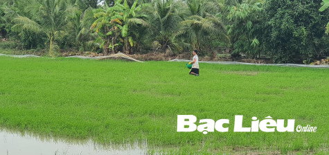 Nông dân gặp khó trong canh tác vụ lúa thu đông