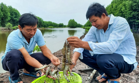 Tìm lời giải cho giá tôm sinh thái