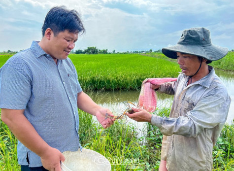 Khả quan vụ lúa - tôm