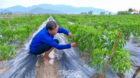 Ðể lại quê hương, để lại đồng bằng...