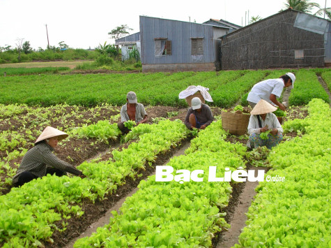 TP. Bạc Liêu: Phát triển nông nghiệp hữu cơ gắn với nông nghiệp đô thị