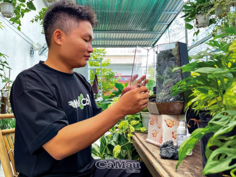 Không gian xanh với tiểu cảnh Terrarium