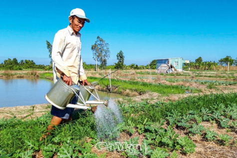 Trồng màu đón Tết