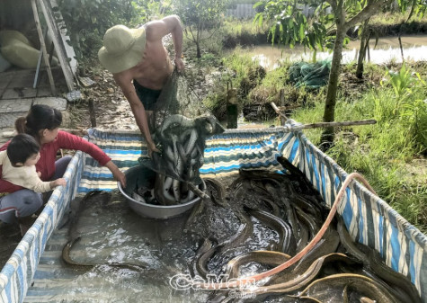 Sản xuất nông, lâm, ngư đều khó vì... giá