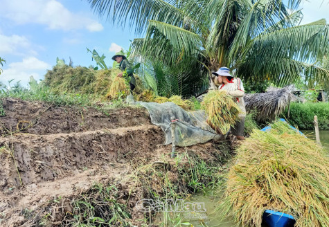 Khẩn trương gỡ khó tiêu thụ lúa cho nông dân