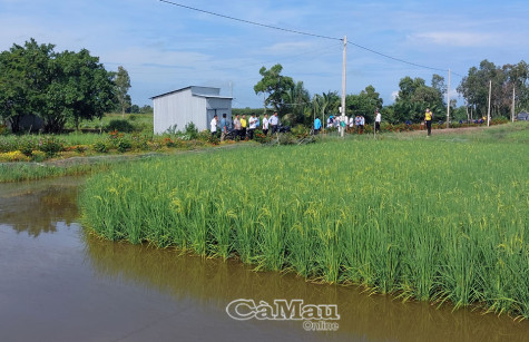 Vụ lúa - tôm đang chín: Khó khăn khâu thu hoạch