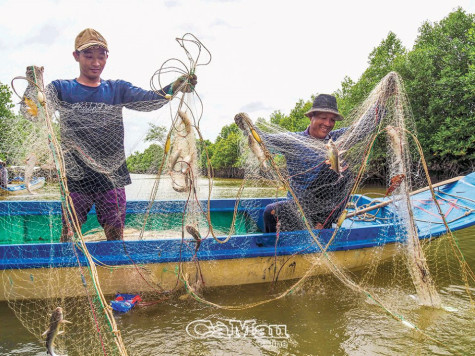 Giăng lưới cá úc