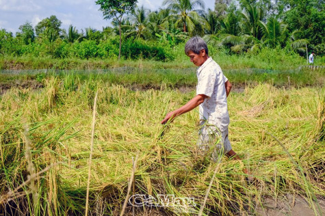 Bảo vệ lúa giữa thời tiết cực đoan