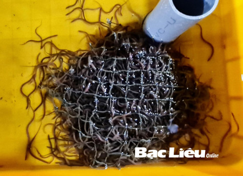 Sản xuất lươn giống bán nhân tạo