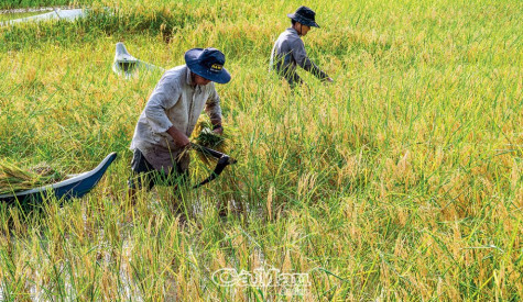 Gặt lúa vần công