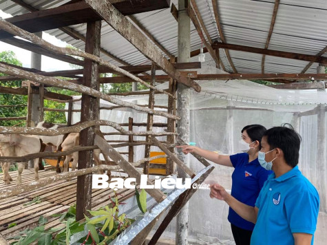 Sinh kế ổn định từ những mô hình giảm nghèo của thanh niên