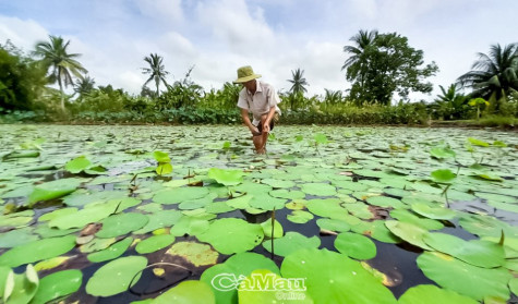 Lao động không ngừng nghỉ