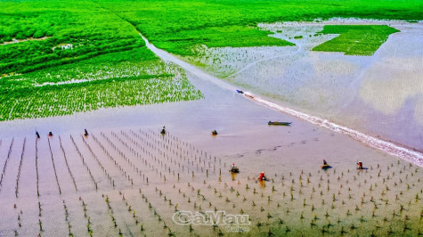 Rừng gọi