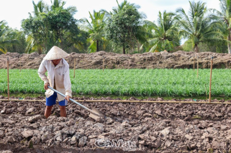 Ẩn họa ung thư từ tồn dư thuốc bảo vệ thực vật