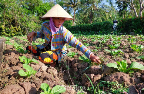 Hy vọng mùa cải tùa xại