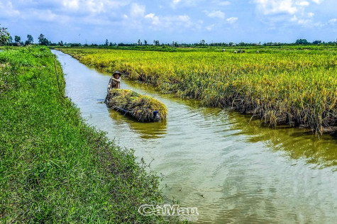 Nông dân lại đối mặt “được mùa, mất giá”