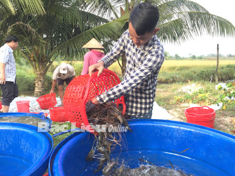 Huyện Hồng Dân: Tôm càng xanh nuôi xen trên đất lúa chỉ đạt 120 - 150kg/ha