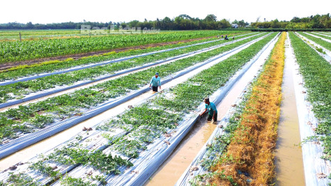 Hướng đến phát triển nền nông nghiệp xanh và sạch