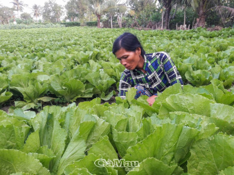 Chủ động bảo vệ vụ mùa