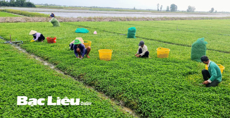 Trồng rau má lãi gấp 5 lần so với trồng lúa