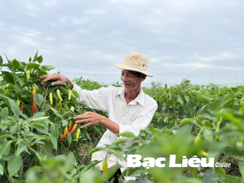 Tập trung chăm sóc rau màu phục vụ thị trường Tết