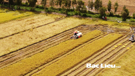 Giá lúa tăng cao: Nông dân phấn khởi đón Tết