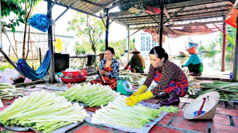 Trồng bồn bồn trên đất lâm phần