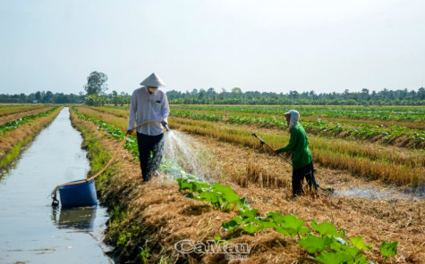 Mã số vùng trồng - "Giấy thông hành" cho nông sản