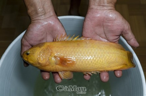 Độc lạ cá rô vàng
