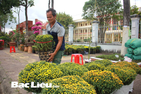 Rực rỡ mùa hoa Tết