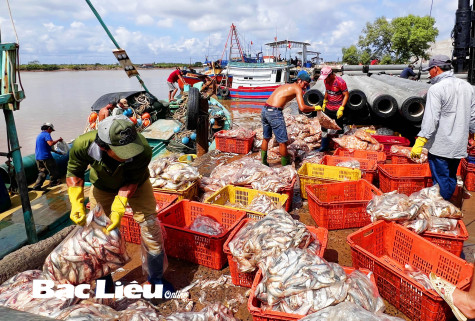 Cảng cá Gành Hào nhộn nhịp ngày cuối năm