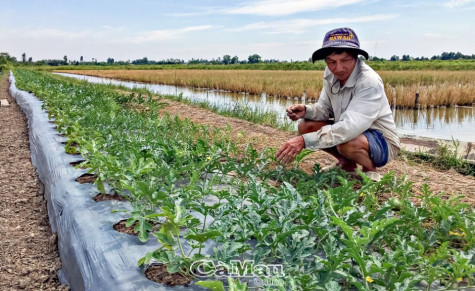 Tăng thu nhập trên bờ vuông tôm