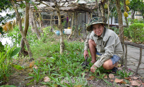 Cựu chiến binh hăng say lao động