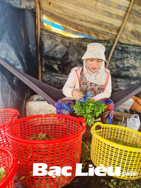 Chị Lý Thị Hà - vượt khó từ vườn rau