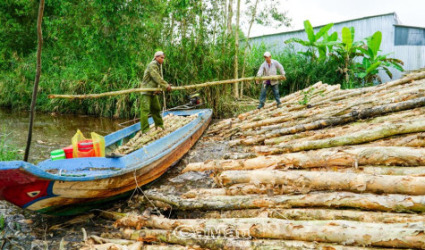 Chi bộ xứ tràm