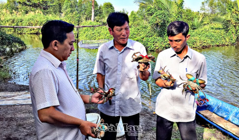 Nhân rộng mô hình sản xuất thế mạnh