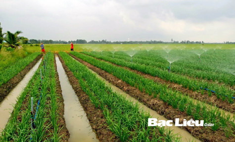 Huyện Vĩnh Lợi: Tập trung đẩy mạnh phát triển nông nghiệp
