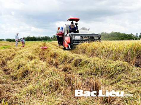 Vụ lúa Tài nguyên: Nông dân trúng mùa - được giá