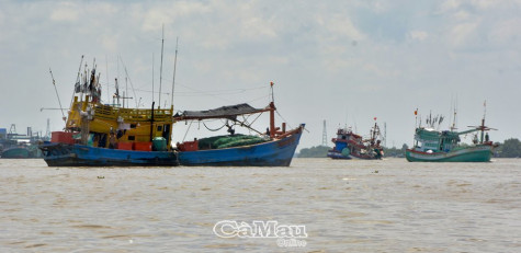 Tập trung nguồn lực chống khai thác hải sản bất hợp pháp, quyết tâm gỡ cảnh báo “Thẻ vàng”