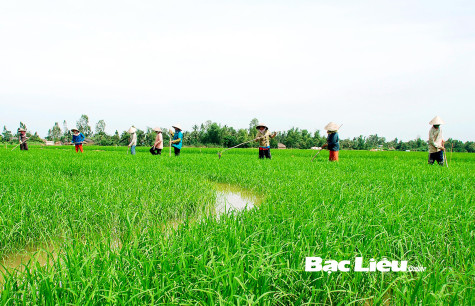 PHÁT HUY VÀ NÂNG CAO GIÁ TRỊ CHO HẠT LÚA